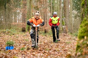 Ein Waldarbeiter und eine Waldarbeiterin bei der Pflanzung mit Hohlspaten im Wald.