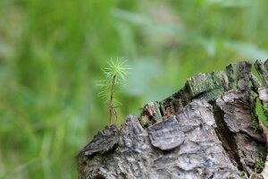 Kleine Fichtenpflanze wächst aus Fichtenstock