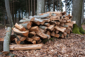 Buchen-Brennholz aufgeschichtet im Wald